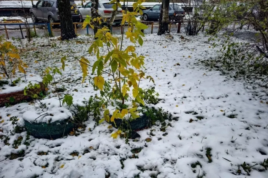 Красноярцев 21 октября ждут снег, дождь и ветер до 18 м/с