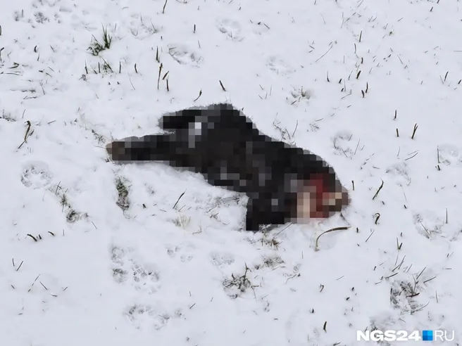 Под Красноярском собаки задушили девять кроликов на даче