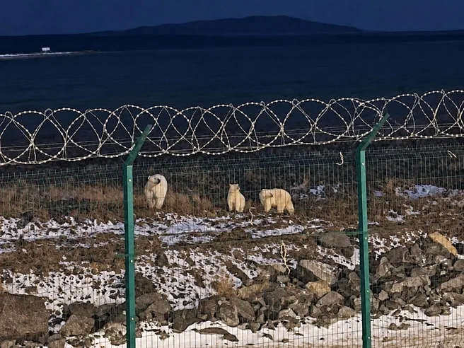 Белый медведь напал на вахтовика на берегу Карского моря