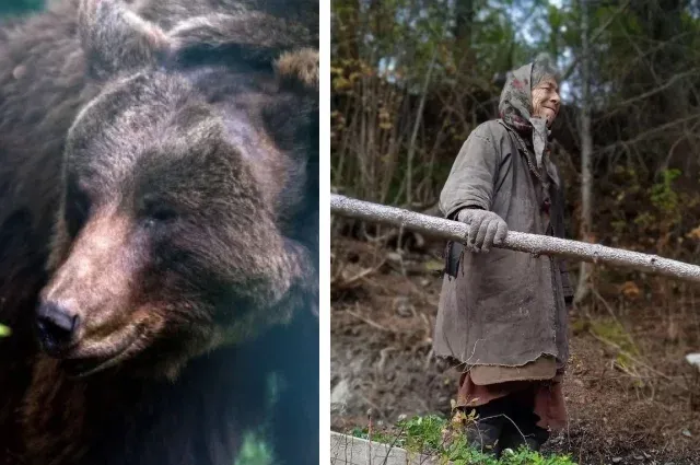 Под Богучанами медведь насмерть загрыз 63-летнего сторожа