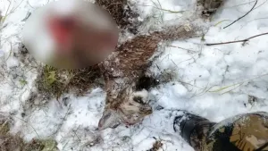 Голодные медведи в Красноярском крае нападают на других зверей