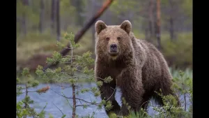 Учёный спрогнозировал агрессивных медведей в Сибири весной 2027 года